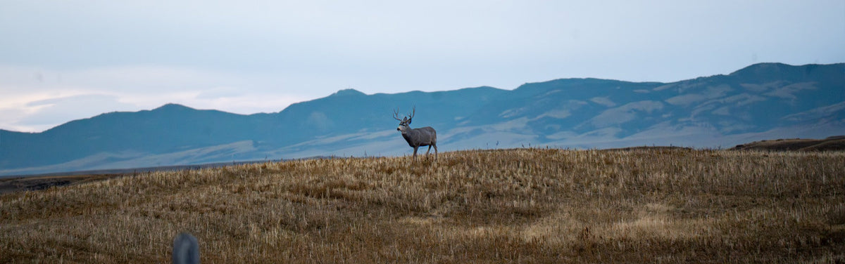 Montana Archery Elk Prep: A Four-Week Countdown to the September 5 Opener